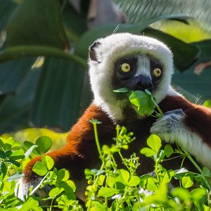 Coquerel's Sifaka, male.