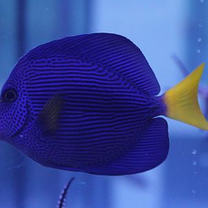 Yellow-tailed tang - Zebrasoma xanthurum