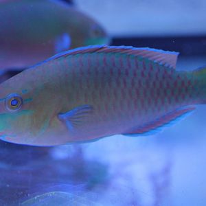 Parrotfish ID