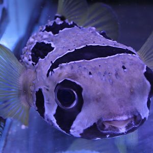 Black-blotched Porcupinefish (Diodon liturosus)