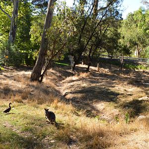 Tammar and Parma Wallaby Enclosure 01