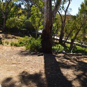Tammar and Parma Wallaby Enclosure 02