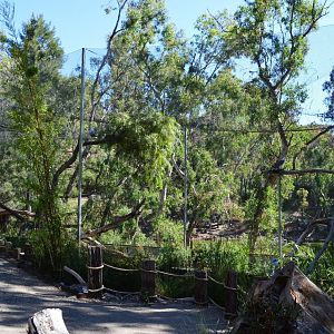 White Bellied Sea Eagles