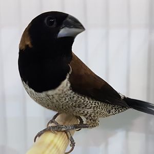 Black-faced munia - Lonchura molucca