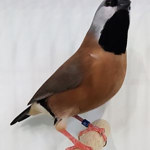 Parson finch - Poephila cincta