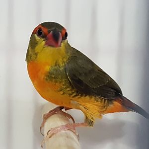 Orange-breasted waxbill - Amandava subflava