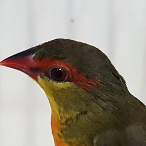 Orange-breasted waxbill - Amandava subflava