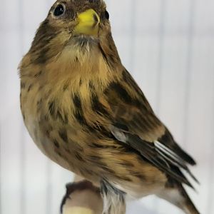 Twite - Linaria flavirostris