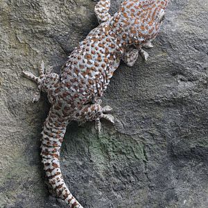 Tokay gecko