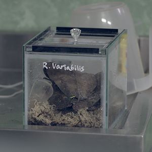 Another dart frog species