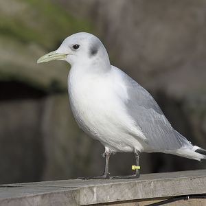 Kittiwake
