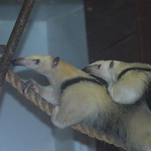 Southern tamandua mother and young