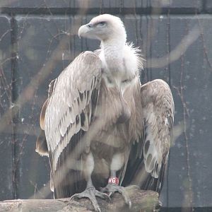 Griffon vulture