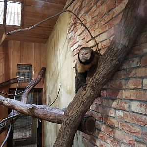 Yellow-breasted capucine at indoor-enclosure