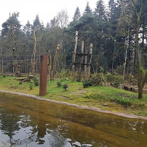 Yellow-breasted capucine-island