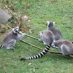 Ring-tailed lemurs