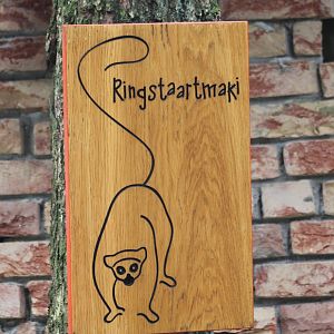 Sign'  Ring-tailed lemur