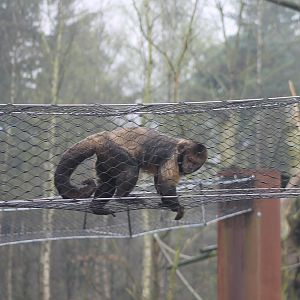 Yellow-breasted capucine