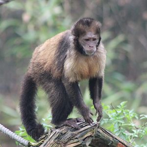 Yellow-breasted capucine