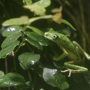 Lemur leaf frog