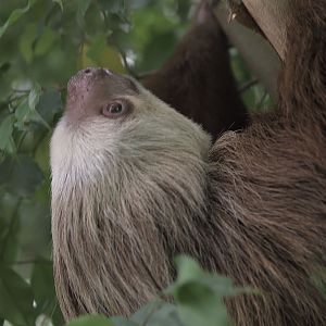 Hoffman's sloth