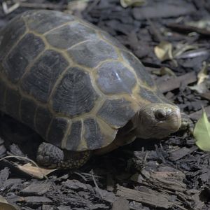 Elongated tortoise