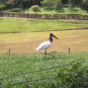 Jabiru stork