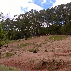 White rhinos and ostriches