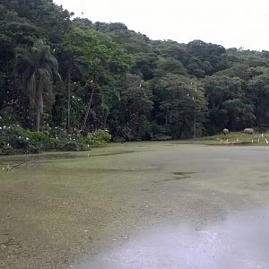 Huge group of wild egrets
