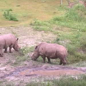 White rhinos