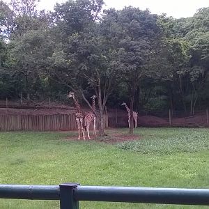 Rothschild's giraffe