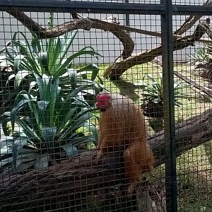 Bald uakari