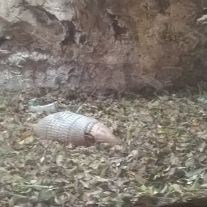 Six-banded armadillo