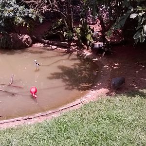 Scarlet ibises, sacred ibises, roseate spoonbills, horned screamers...