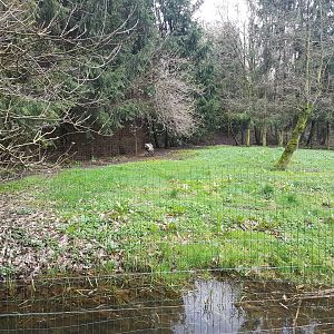 Striped hyena-enclosure