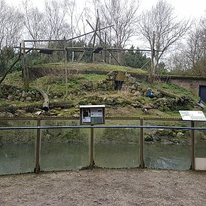 Gibbon - Black swan-enclosure