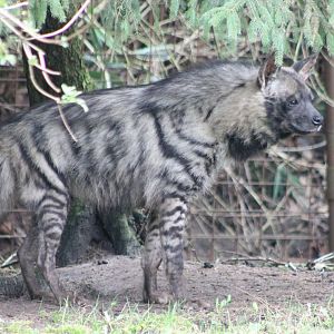 Striped hyena