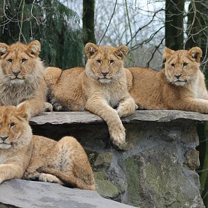 Young lions