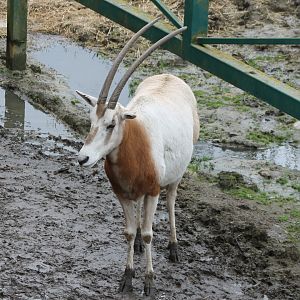 Scimitar-horned oryx