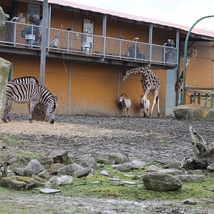 African Plain stables