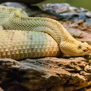 NW Neotropical Rattlesnake - Crotalus culminatus