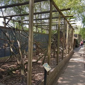 Ring-tailed lemure-enclosure
