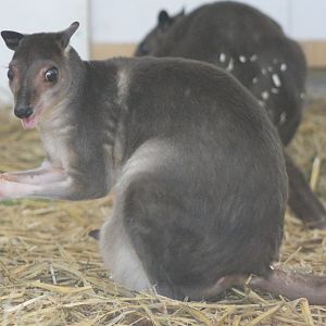 White-striped dorcopsis