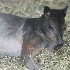 White-striped dorcopsis