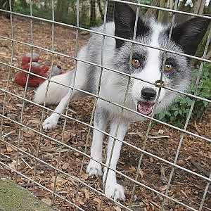 Paul & Lynsey's Zoo Tour #61 Exotic Pet Refuge CARNIVORE ANIMAL EXPERIENCE and GUIDED TOUR - YouTube