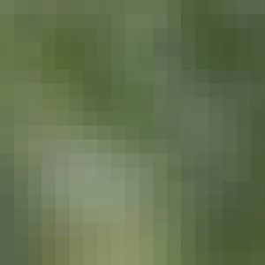 Southern ground hornbill