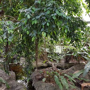 View into Pantanal-part Tropical House