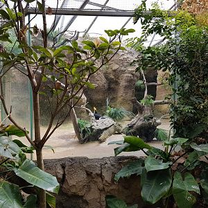 Toco toucan enclosure