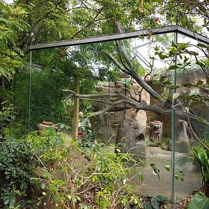 Cock-of the rock enclosure