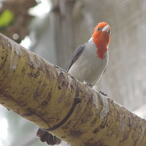 Red-crested cardinal